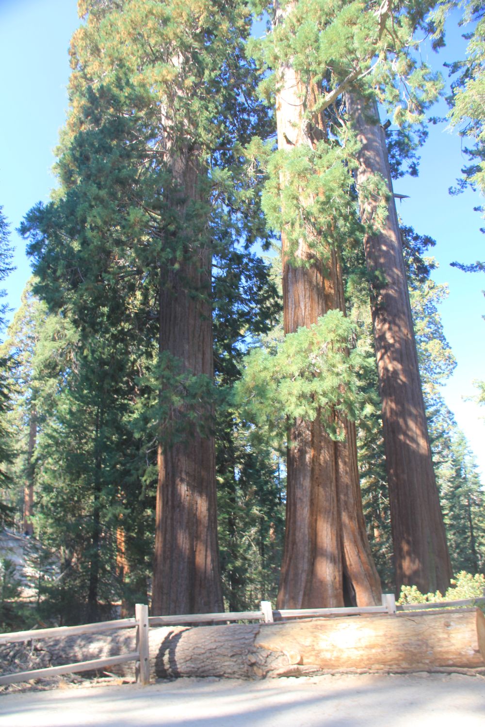 Grant Tree Trail, Boundary Trail and North Grove Trail 